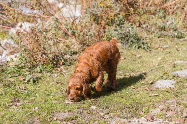 güneşli bir günde bir yürüyüşe ıslak spaniel