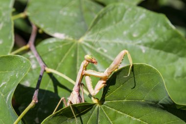 Mantis yakın çekim yaprak kenarı