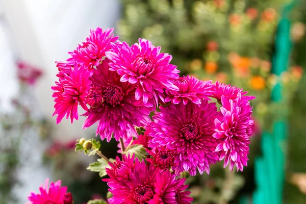 Çiçekli Kasımpatı Doygun Renk Şubesi — Stok fotoğraf