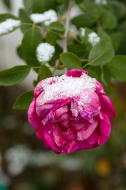 bir kar gül çiçek dal altında donmuş çiçek