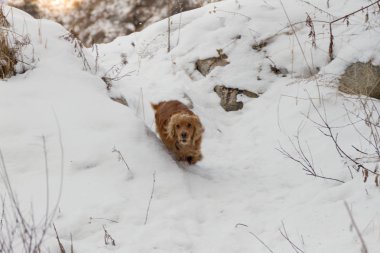 İspanyol kışın beyaz kar üzerinde çalış.