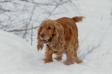 İngiliz cocker spaniel ise avcılık beyaz kar üzerinde