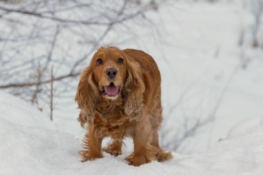 İngiliz cocker spaniel ise avcılık beyaz kar üzerinde