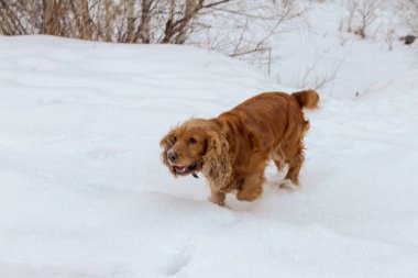 İspanyol kar kış niteliğine arasında