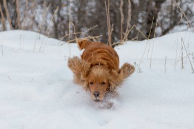 İspanyol kar kış niteliğine arasında