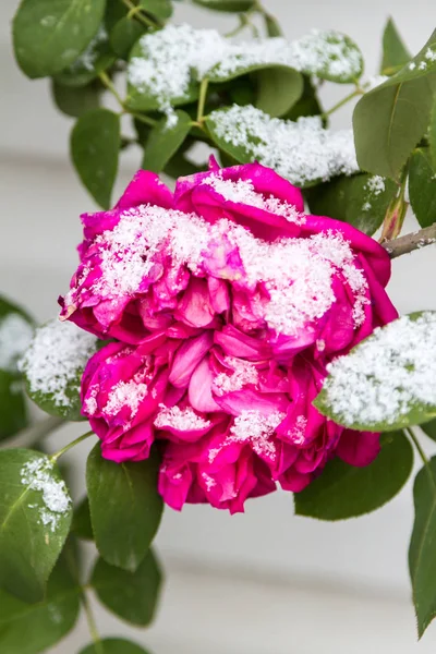 frozen flower under a snow rose flower on a branch