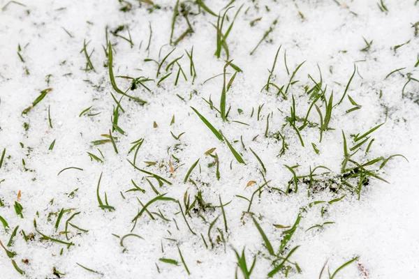 Gramado Verde Coberto Com Neve Primeiro Outono — Fotografia de Stock