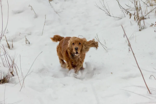 Englischer Cockerspaniel Auf Weißem Schnee Bei Der Jagd — Stockfoto