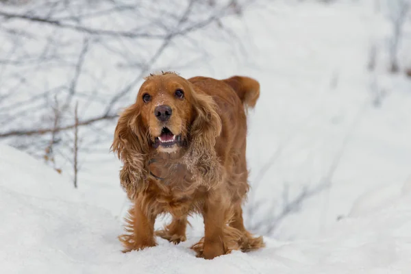 Spaniel Spielt Winter Auf Weißem Schnee — Stockfoto