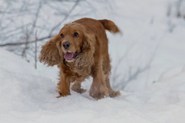 Spaniel Spielt Winter Auf Weißem Schnee — Stockfoto