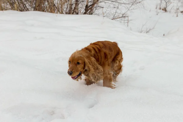 Spaniel Plays Winter White Snow — Stock Photo, Image