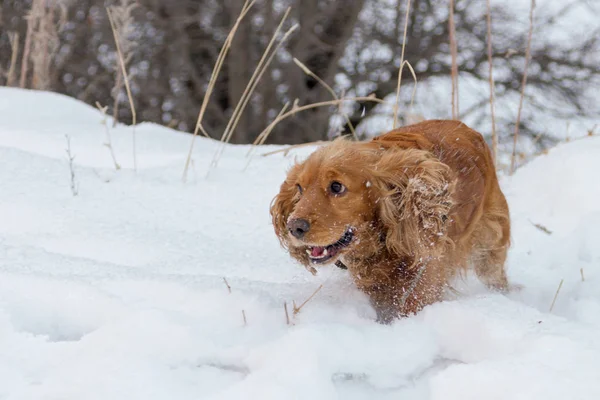Spaniel Schnee Auf Der Natur Winter — Stockfoto