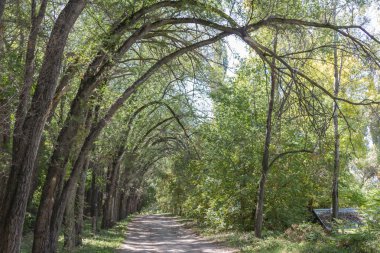toprak yol boyunca güzel kavisli ağaçlar