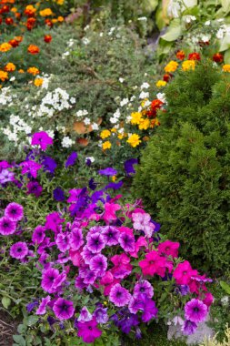 güzel çiçekler çiçek yatakta evin yanında