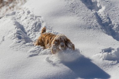 Yavru horoz İspanyol ve bir yürüyüş için derin kar