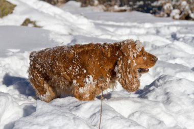 yavru horoz İspanyol ayakta güneşin ise avcılık karda