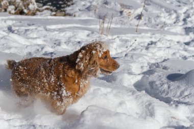 Yavru horoz İspanyol ise avcılık derin karda