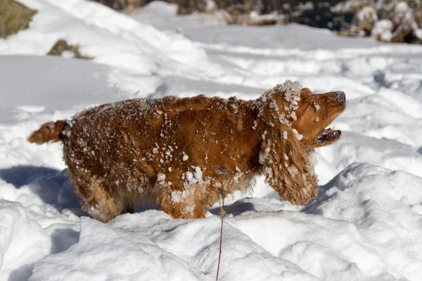 Cocker Spaniel Snow While Hunting — Stock Photo, Image