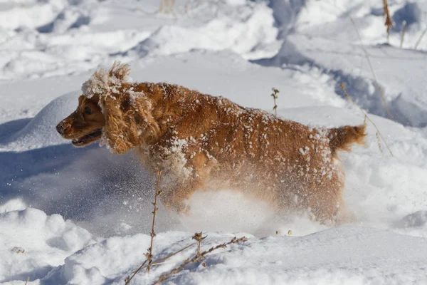 Cocker Spaniel Runs Prey Deep Snow While Hunting — Stock Photo, Image
