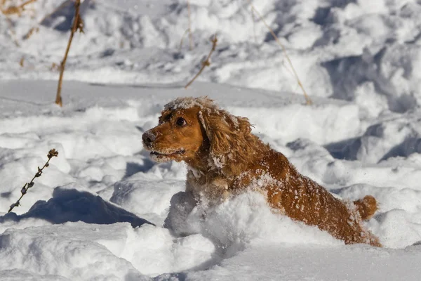 Schöner Junger Spaniel Schleicht Tiefen Schnee — Stockfoto