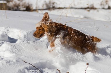 güzel genç İspanyol derin karda gizlice