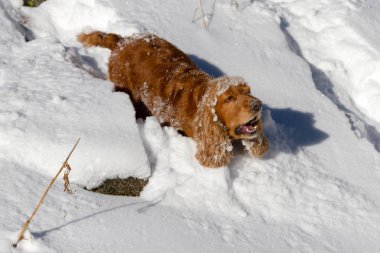 güneşli havalarda derin karda kabuk spaniel