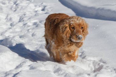 Safkan mutlu İngiliz cocker spaniel köpek oynama ve tozlu ve kabarık kar içinde çalışan