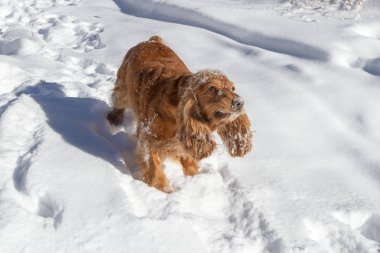 Cocker Spaniel köpek derin karda eğleniyor