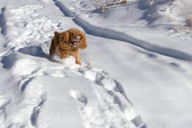 Cocker Spaniel karda oynarken. Parkta kış köpek yürüyüş