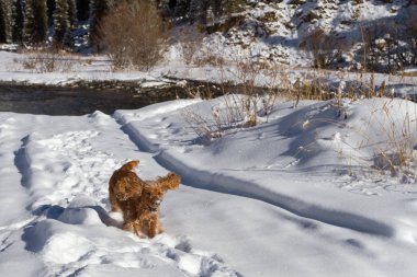 İngiliz Cocker Spaniel kartopu karda takip