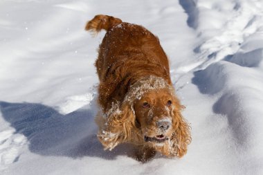 Karlı kış gündüz oynayan İngiliz cocker spaniel köpek yavrusu.
