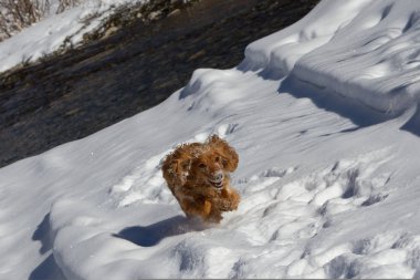 Karlı kış gündüz oynayan İngiliz cocker spaniel köpek yavrusu. Gerçek hayat anları