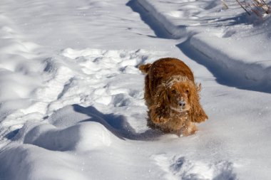 Yavru horoz İspanyol ise avcılık karda