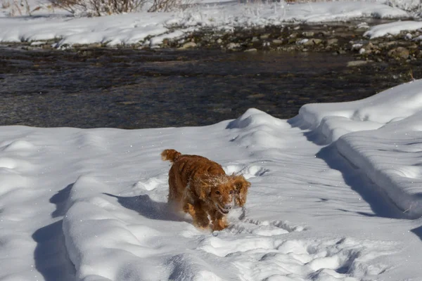 Englischer Cocker Spaniel Welpe Spielt Einem Verschneiten Wintertag — Stockfoto