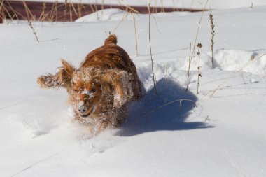 Safkan mutlu İngiliz cocker spaniel köpek oynama ve tozlu ve kabarık kar içinde çalışan