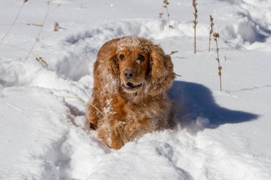 Köpek yavru horoz İspanyol doğurmak karda