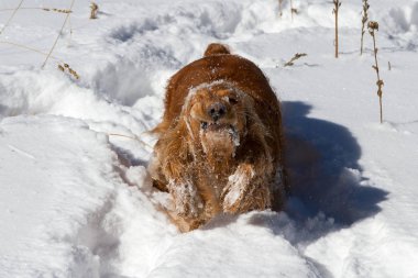 Karlı kış gündüz oynayan İngiliz cocker spaniel köpek yavrusu. Gerçek hayat anları