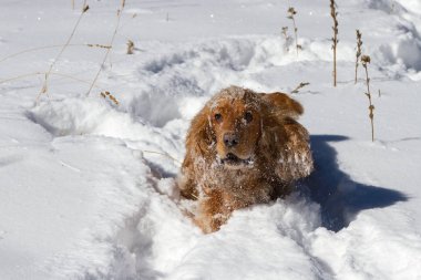 Genç cocker spaniel köpeği karda oynarken sana bakmak