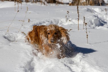 Karlı kış gündüz oynayan İngiliz cocker spaniel köpek yavrusu. Gerçek hayat anları