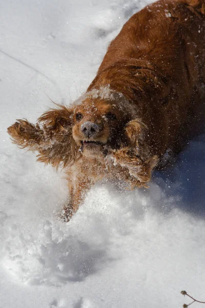 Purebred Fericit Englez Cocker Spaniel Câine Joc Care Rulează Zăpadă — Fotografie, imagine de stoc