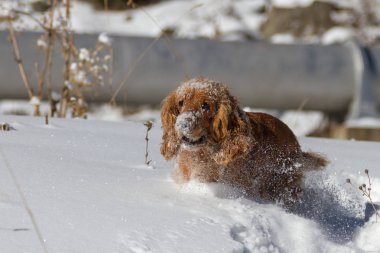 Genç cocker spaniel köpeği karda oynarken sana bakmak