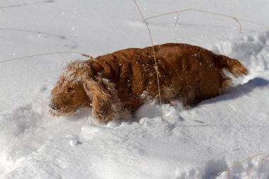güzel genç İspanyol derin karda gizlice