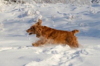 Yavru horoz İspanyol karda oynayan köpek