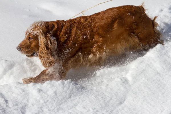 Englischer Cockerspaniel Welpe Beim Spielen Einem Verschneiten Wintertag Momente Des — Stockfoto