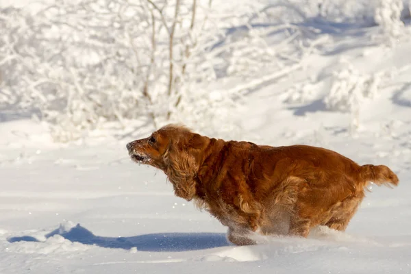 Jonge Cocker Spaniel Hond Zoek Naar Jou Terwijl Het Spelen — Stockfoto