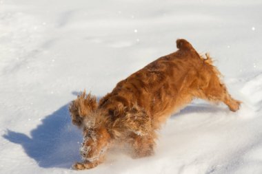 Yavru horoz İspanyol karda oynayan köpek
