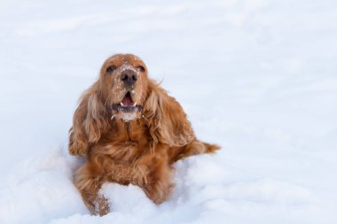 güneşli havalarda derin karda kabuk spaniel