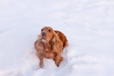 Altın İngiliz cocker spaniel köpek duran yeşil yaka ile karda