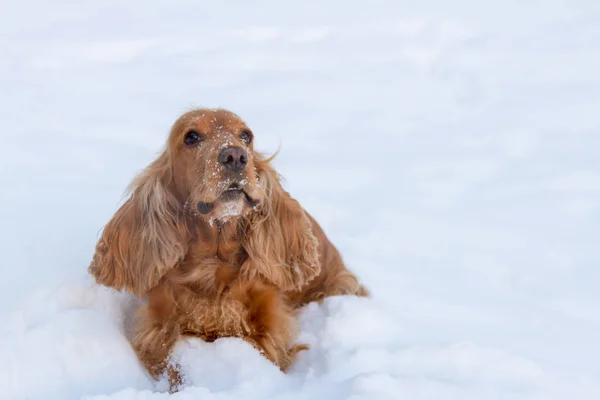 Goldener Britischer Cocker Spaniel Hund Steht Schnee Mit Grünem Halsband — Stockfoto