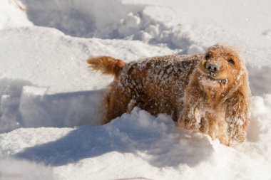 Genç cocker spaniel köpeği karda oynarken sana bakmak